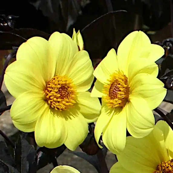 Picture - New World Plants