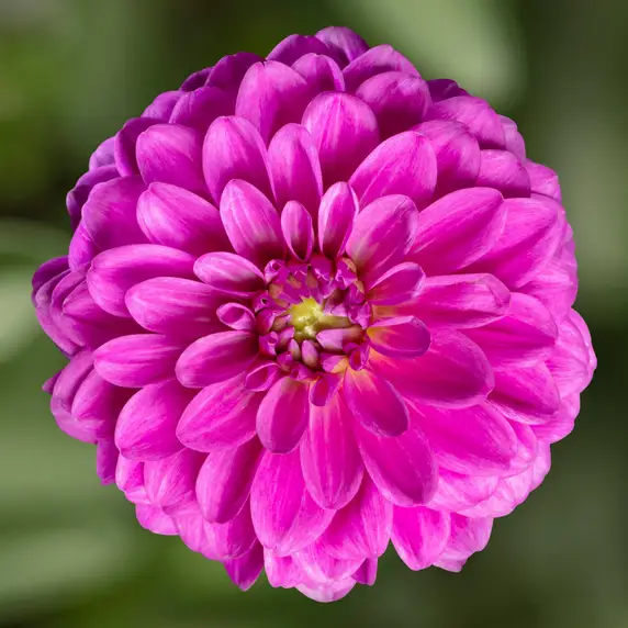 Picture - Syngenta Flowers