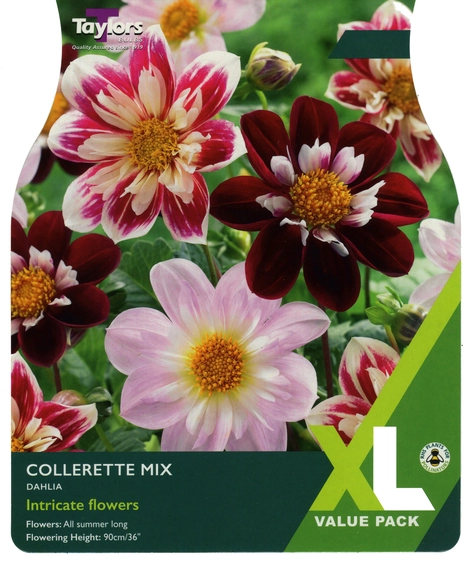 Dahlia Collerette Mix