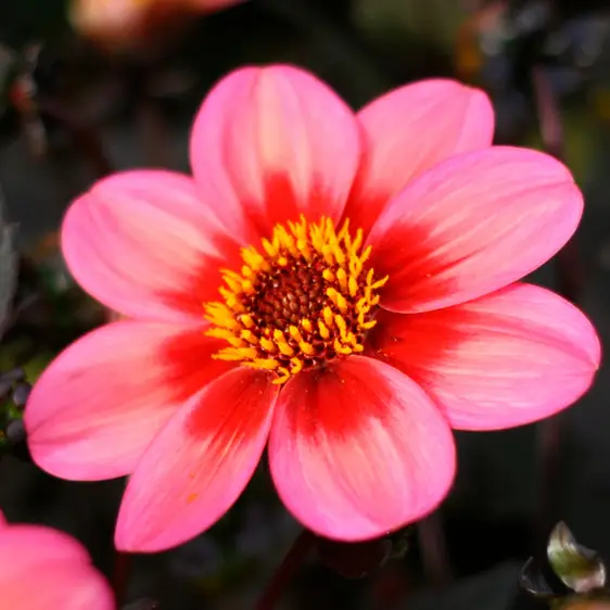 Picture - Syngenta Flowers