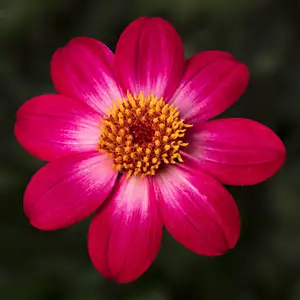 Picture - Syngenta Flowers