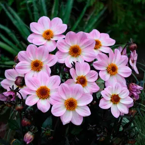 Picture - Syngenta Flowers