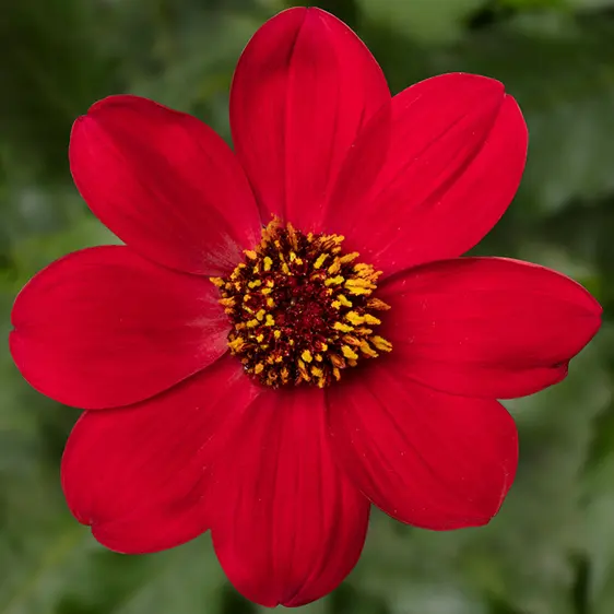 Picture - Syngenta Flowers