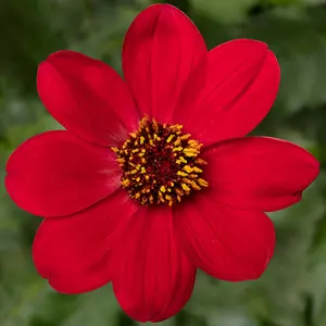 Picture - Syngenta Flowers