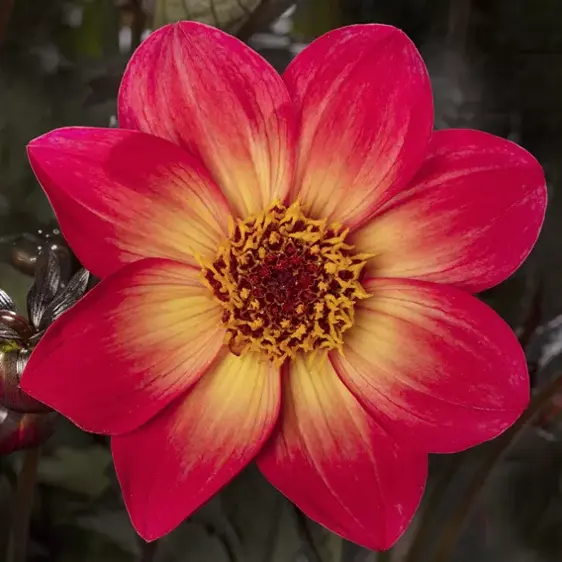 Dahlia 'Dahlegria Sunrise' - image 2