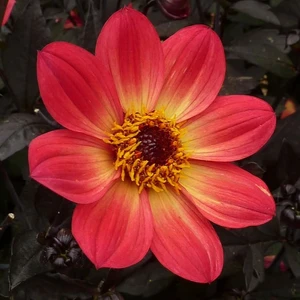 Dahlia 'Dahlegria Sunrise' - image 2