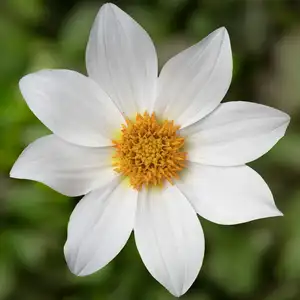 Picture - Syngenta Flowers