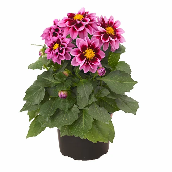 Image Credit: Beekenkamp Plants