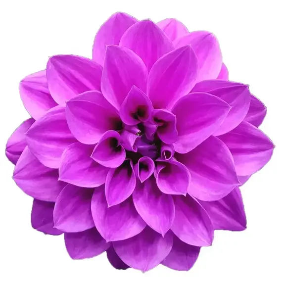 Dahlia 'Dahlinova Hypnotica Lavender' - image 1