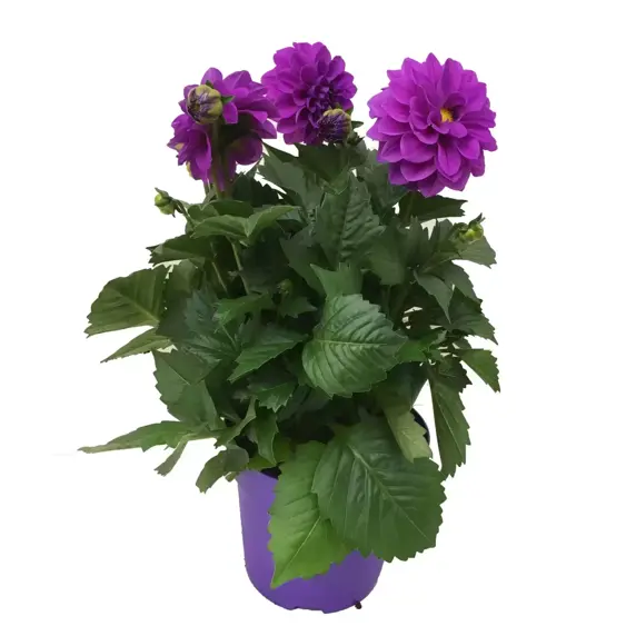 Dahlia 'Dahlinova Hypnotica Lavender' - image 2