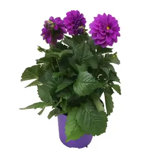 Dahlia 'Dahlinova Hypnotica Lavender' - image 2