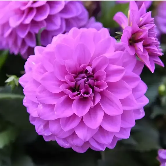 Dahlia 'Dahlinova Hypnotica Lavender' - image 3