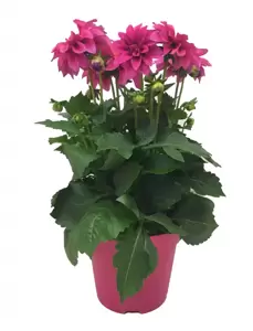 Dahlia Dahlinova 'Hypnotica® Pink' - image 2