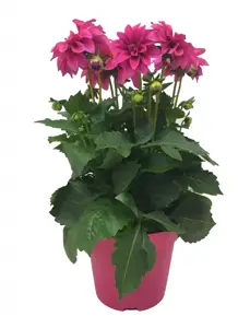 Dahlia 'Dahlinova Hypnotica Pink' 2L - image 2