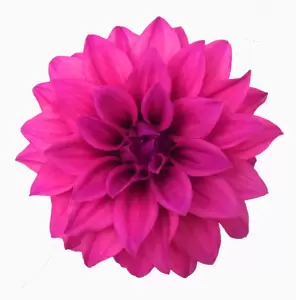 Dahlia Dahlinova 'Hypnotica® Pink' - image 1