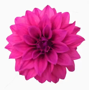 Dahlia 'Dahlinova Hypnotica Pink'