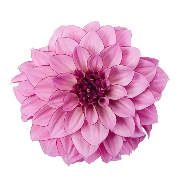 Dahlia 'Dahlinova Hypnotica Purple Bicolour'