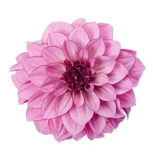 Dahlia 'Dahlinova Hypnotica Purple Bicolour'