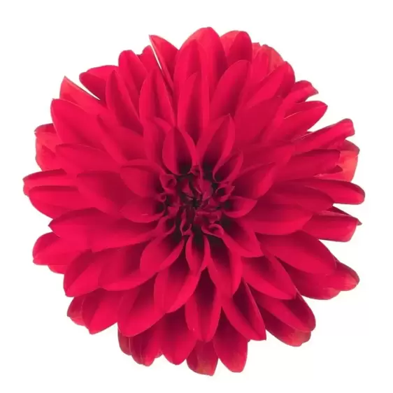 Dahlia Dahlinova 'Hypnotica Red' 2L