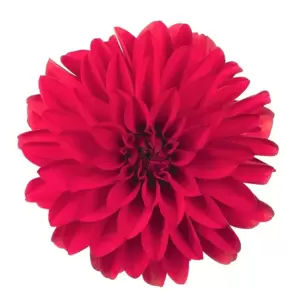 Dahlia Dahlinova 'Hypnotica Red' 2L