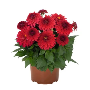 Dahlia 'Dahlinova Hypnotica Red Velvet' - image 1