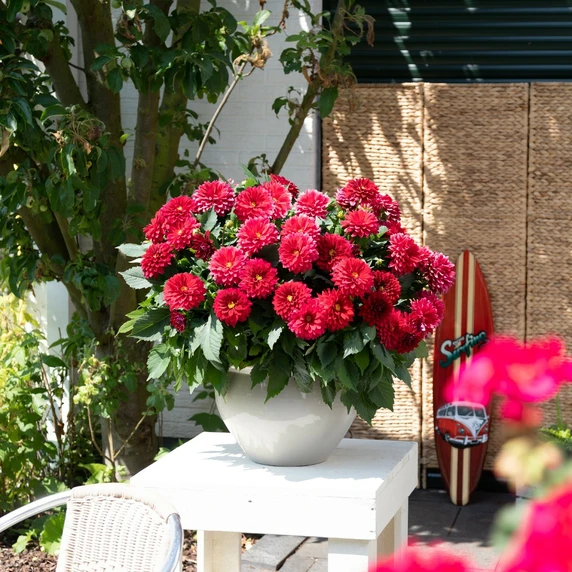 Dahlia 'Dahlinova Hypnotica Red Velvet' - image 2