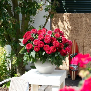 Dahlia 'Dahlinova Hypnotica Red Velvet' - image 2
