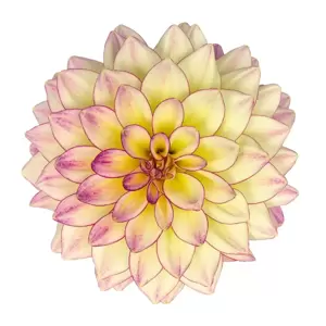 Dahlia Dahlinova 'Hypnotica Tropical Breeze' 1L - image 1