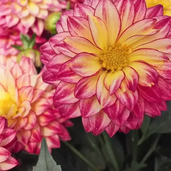 Dahlia 'Dahlinova Hypnotica Tropical Breeze' 1L - image 2