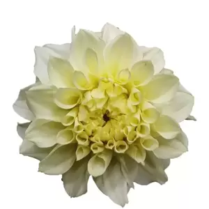 Dahlia 'Dahlinova Hypnotica White' 2L - image 3