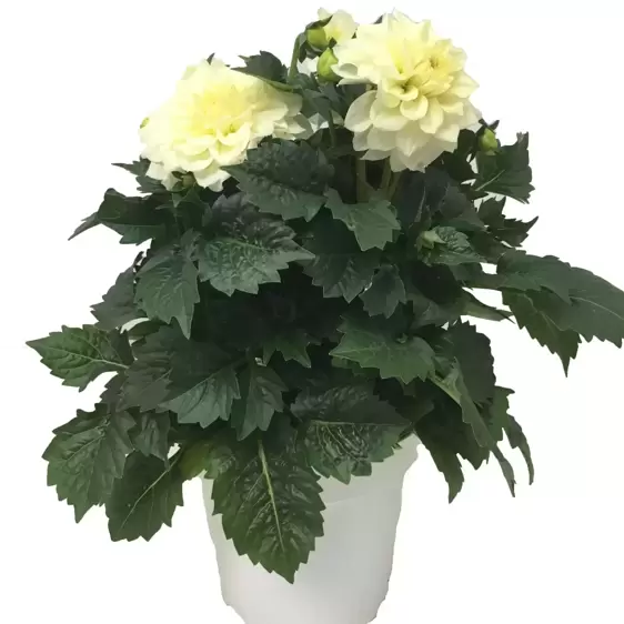 Dahlia Dahlinova 'Hypnotica White' 2L - image 2