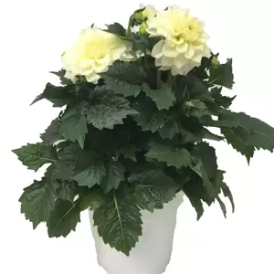 Dahlia Dahlinova 'Hypnotica White' 2L - image 2