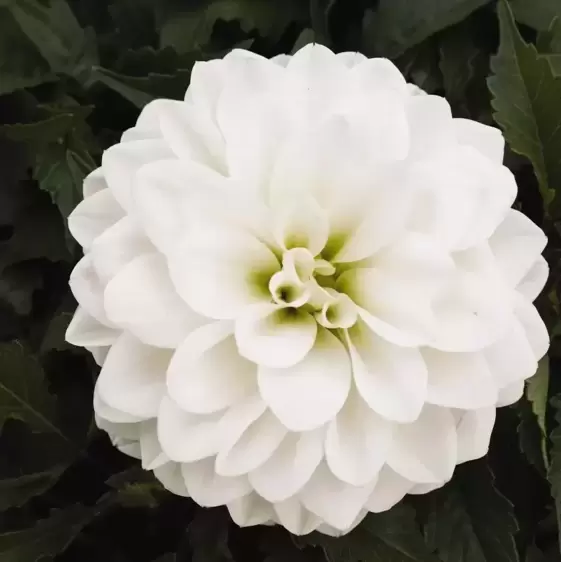 Dahlia Dahlinova 'Hypnotica White' 2L - image 3