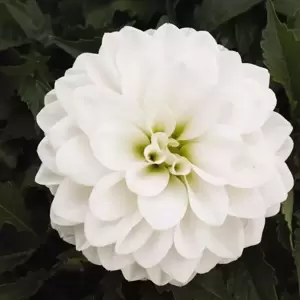 Dahlia Dahlinova 'Hypnotica White' 2L - image 3