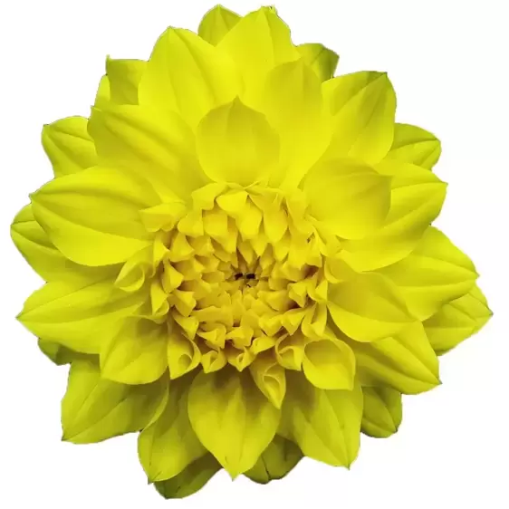 Dahlia Dahlinova 'Hypnotica® Yellow' - image 1