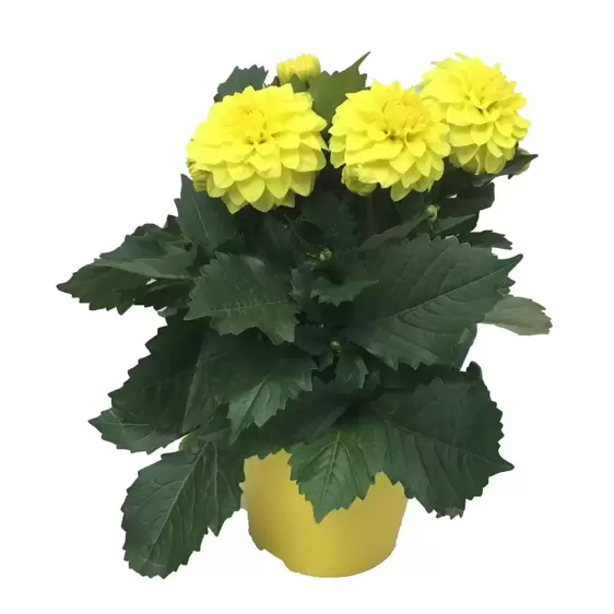 Dahlia Dahlinova 'Hypnotica® Yellow' - image 2