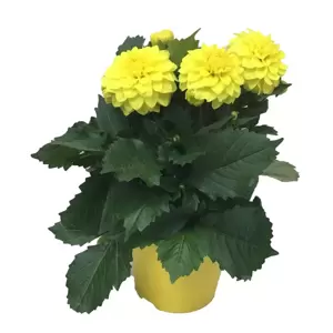 Dahlia Dahlinova 'Hypnotica® Yellow' - image 2