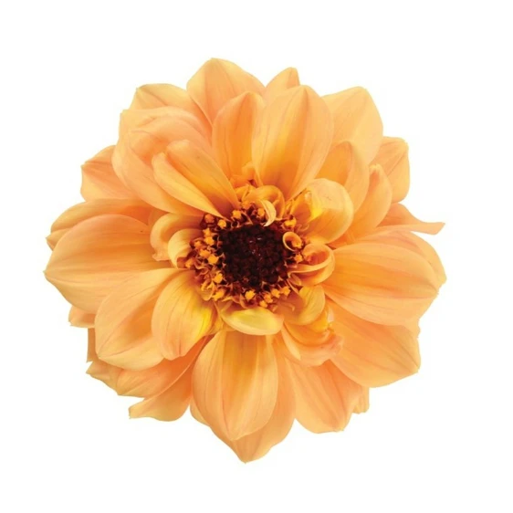 Dahlia Dahlinova 'Temptation® Golden' 1L