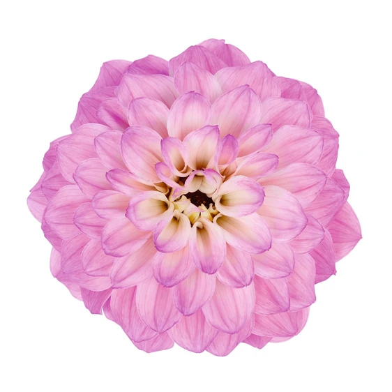 Dahlia Dahlinova 'Temptation Pink Bicolour' - image 1