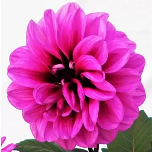 Dahlia Dahlinova 'Temptation® Purple' 2L - image 2
