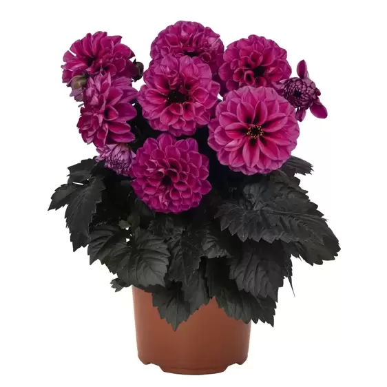 Dahlia Dahlinova 'Temptation® Purple' 2L - image 2