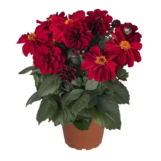 Dahlia Dahlinova 'Temptation® Red' 1L - image 2