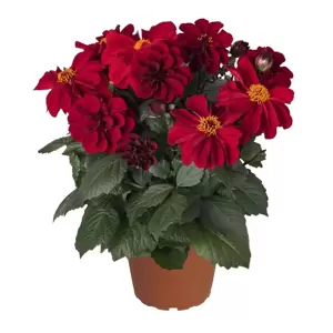 Dahlia Dahlinova 'Temptation® Red' 1L - image 2