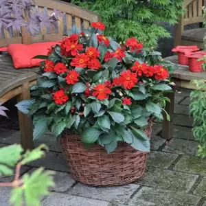 Dahlia Dahlinova 'Temptation® Red' 1L - image 1