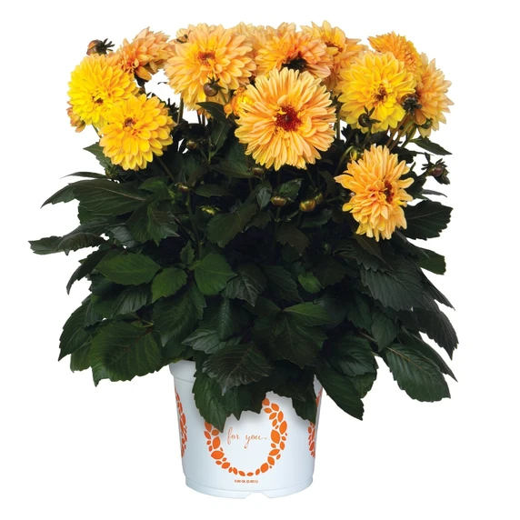 Dahlia 'Dahlinova Temptation Yellow' 1L