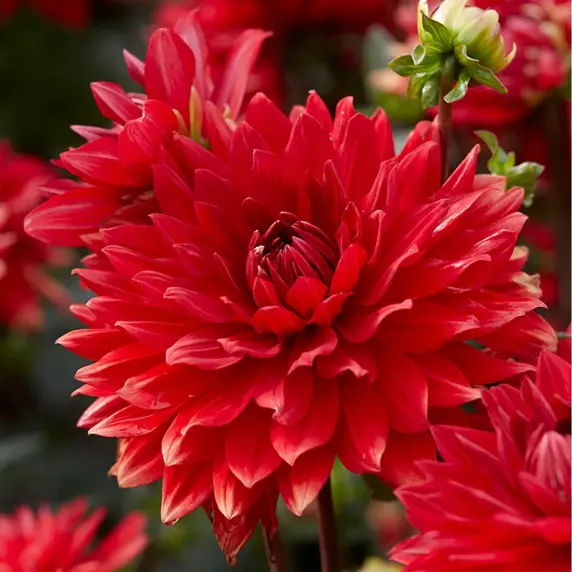 Picture - Ball Horticultural