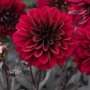 Picture - Ball Horticultural