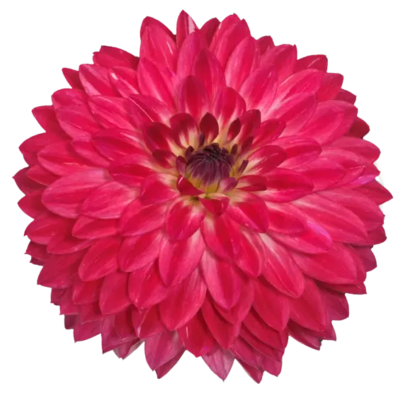 Image Credit: Ball Horticultural Company