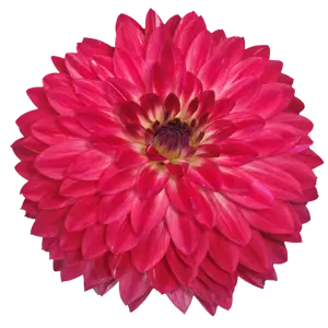 Image Credit: Ball Horticultural Company