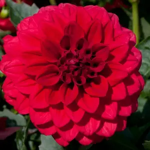 Image Credit: Ball Horticultural Company